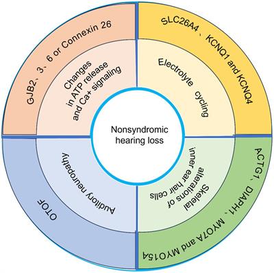 Recent advances in genetic etiology of non-syndromic deafness in children